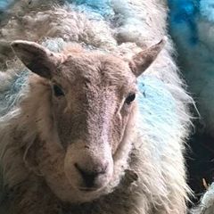 Sheep