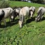 Heifers Image 6