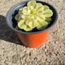 plant Image 2