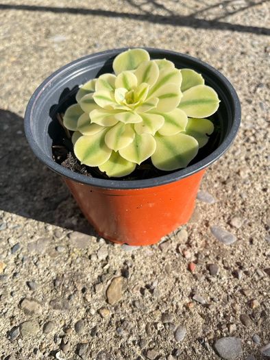 plant