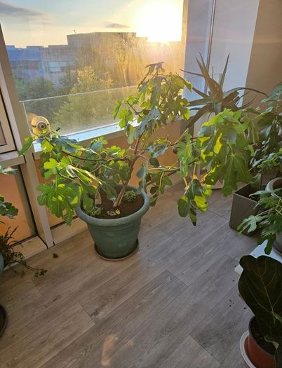 fig tree