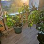 fig tree Image 5