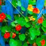 Nasturtium seedlings Image 2