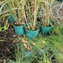 Ornamental Grasses Image 7