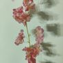cherry blossom flowers vine Image 6