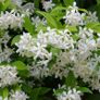 Evergreen jasmine pleached 4ft+ Image 5
