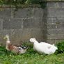 Ducks and chickens Image 6