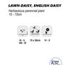 (D) Lawn Daisy Seeds 0.2g (883171) Image 2
