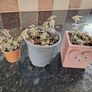Crassula marginalis rubra variegata - House Plant Image 4