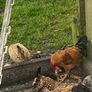 Roosters Image 2
