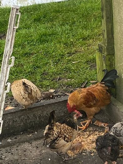 Roosters