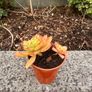 plant Image 4