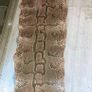 Genuine python hide 4m long Image 2