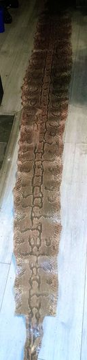 Genuine python hide 4m long