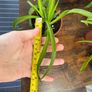 Small spider plant house plant Image 5