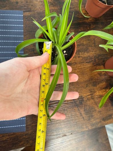 Small spider plant house plant