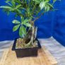Schefflera Tree Bonsai Image 2