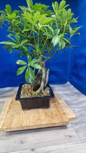 Schefflera Tree Bonsai
