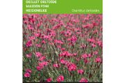 Buzzy Stone Carnation 'Carmine Rose' Seeds 0.25g | Sow in July