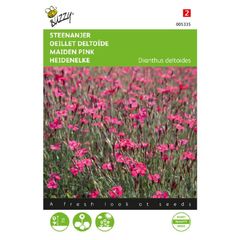 Buzzy Stone Carnation 'Carmine Rose' Seeds 0.25g | Sow in July
