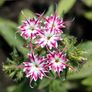 (P) Drummonds Phlox Twinkles seeds 1g (aprox. 500 seeds) (602476) Image 2