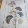 Vintage Custom Framed Botanical Illustration Print Of GERANIUM AFRICAN OR LADIES MANTLE LEAF. Image 2