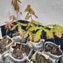 oak saplings Image 2