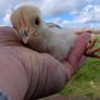 silkie chicks Image 4