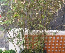 Bamboo Plant (20 shoots)