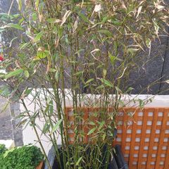 Bamboo Plant (20 shoots)