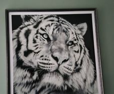 Large Tiger Picture