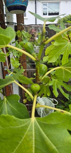 Fig Tree with Figs