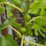 Fig Tree Image 4