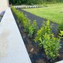 Box Hedging Image 8