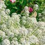 (A) Alissum Benthamii seeds 0.5g (approx. 1250 seeds) (414178) Image 5