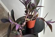 tradescantia pallida plant