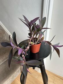 tradescantia pallida plant