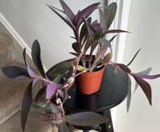 tradescantia pallida plant