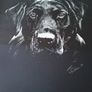 Black Labrador Retriever  R. Russell dog art print in a wooden gold glazed frame 1979 size 23x28cm Image 2