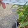 bamboo plant Image 3