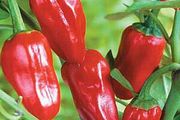 (P) Pepper Tourmaline seeds 0.2g (111169)