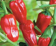 (P) Pepper Tourmaline seeds 0.2g (111169)