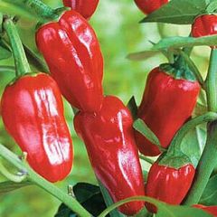 (P) Pepper Tourmaline seeds 0.2g (111169)