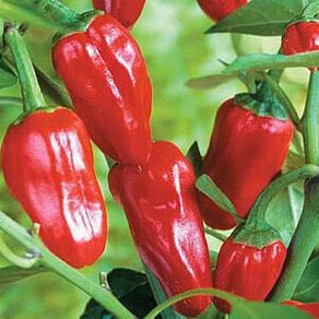(P) Pepper Tourmaline seeds 0.2g (111169)