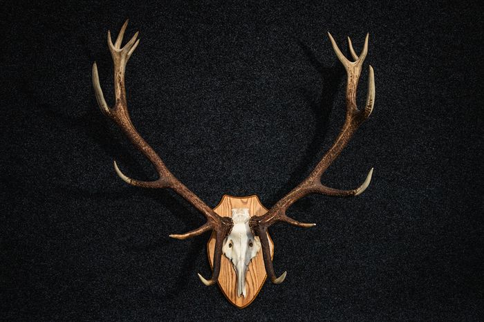 Antlers