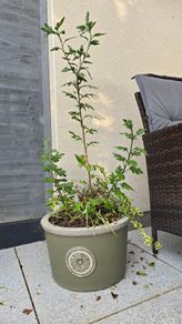 Ceramic pot with some plants, sold as seen.