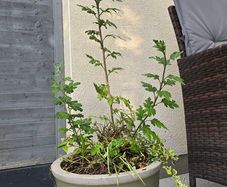 Ceramic pot with some plants, sold as seen.