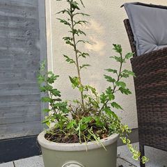 Ceramic pot with some plants, sold as seen.