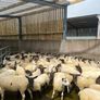 Hoggets Image 5