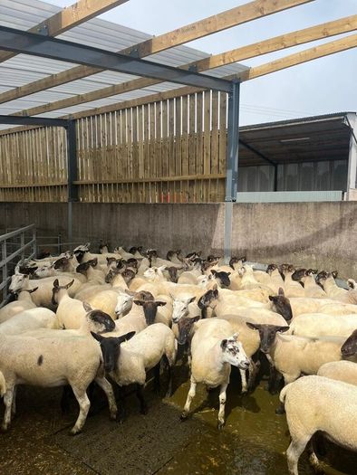 Hoggets